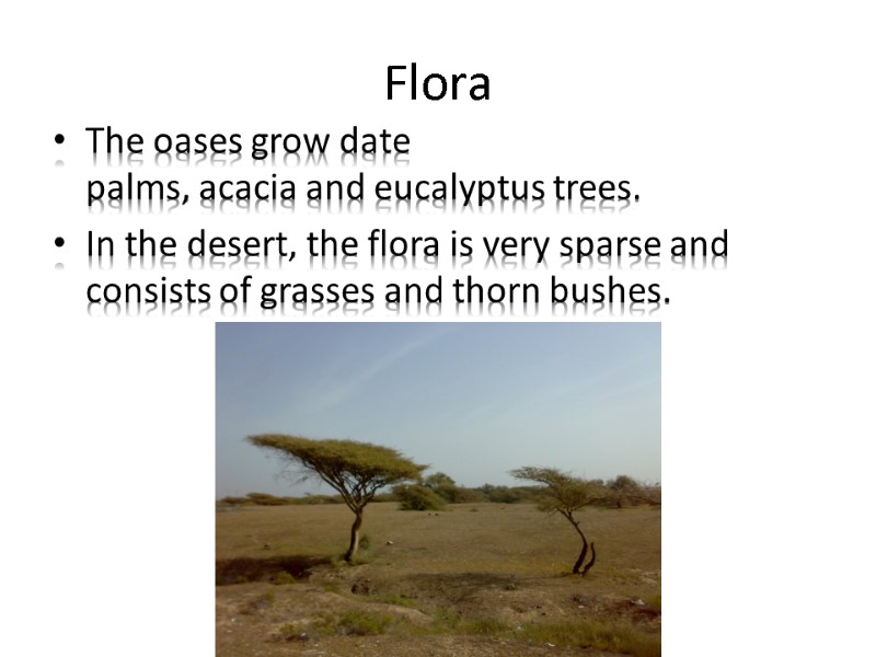 Flora The oases grow date palms, acacia and eucalyptus trees. In the desert, the